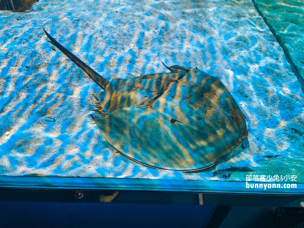 屏東【長治水族館】有很多稀奇古怪的魚類和蝦子，門票價格也很親民