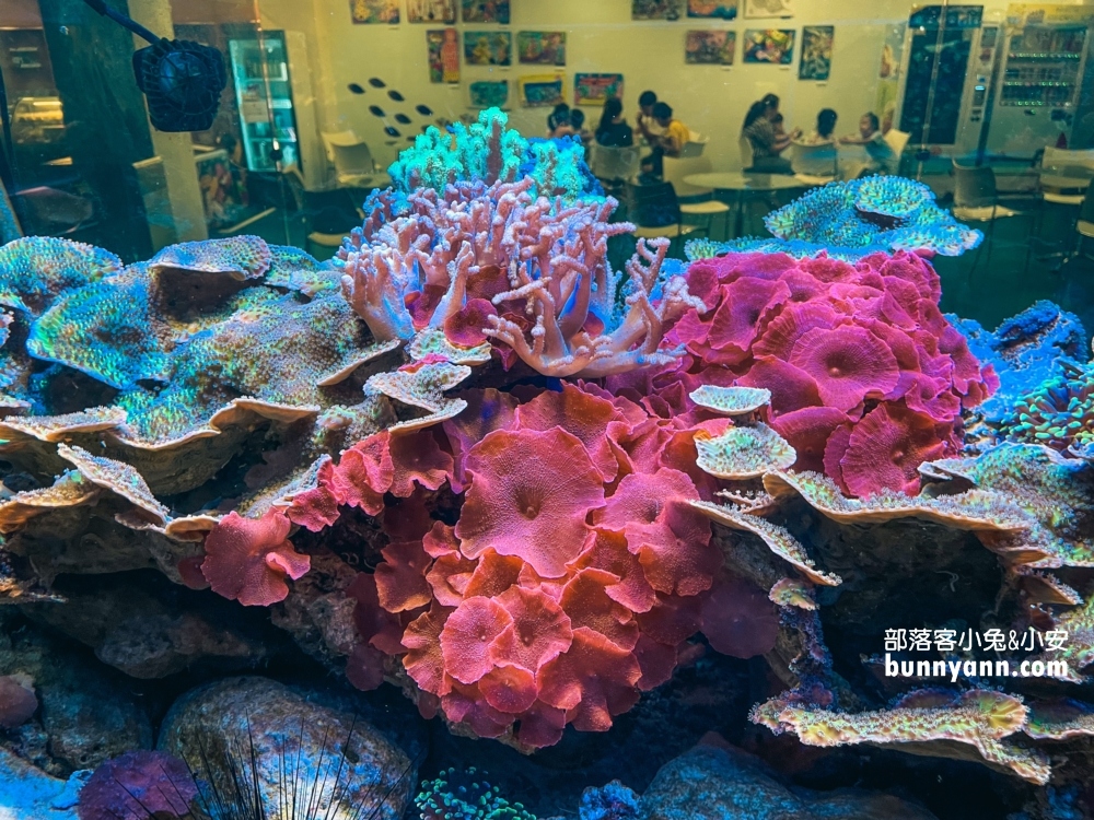 屏東【長治水族館】有很多稀奇古怪的魚類和蝦子，門票價格也很親民