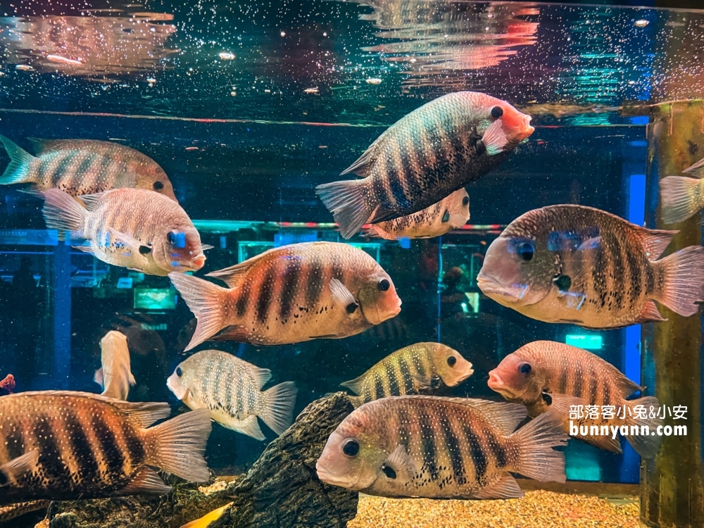 屏東【長治水族館】有很多稀奇古怪的魚類和蝦子，門票價格也很親民