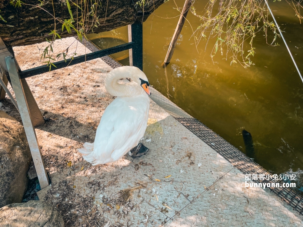 大溪蘇家莊園｜美拍萬坪莊園與十多種鳥類動物(門票資訊)