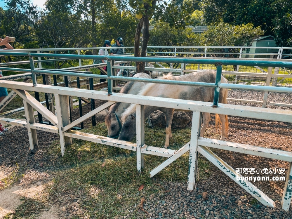 大溪蘇家莊園｜美拍萬坪莊園與十多種鳥類動物(門票資訊)