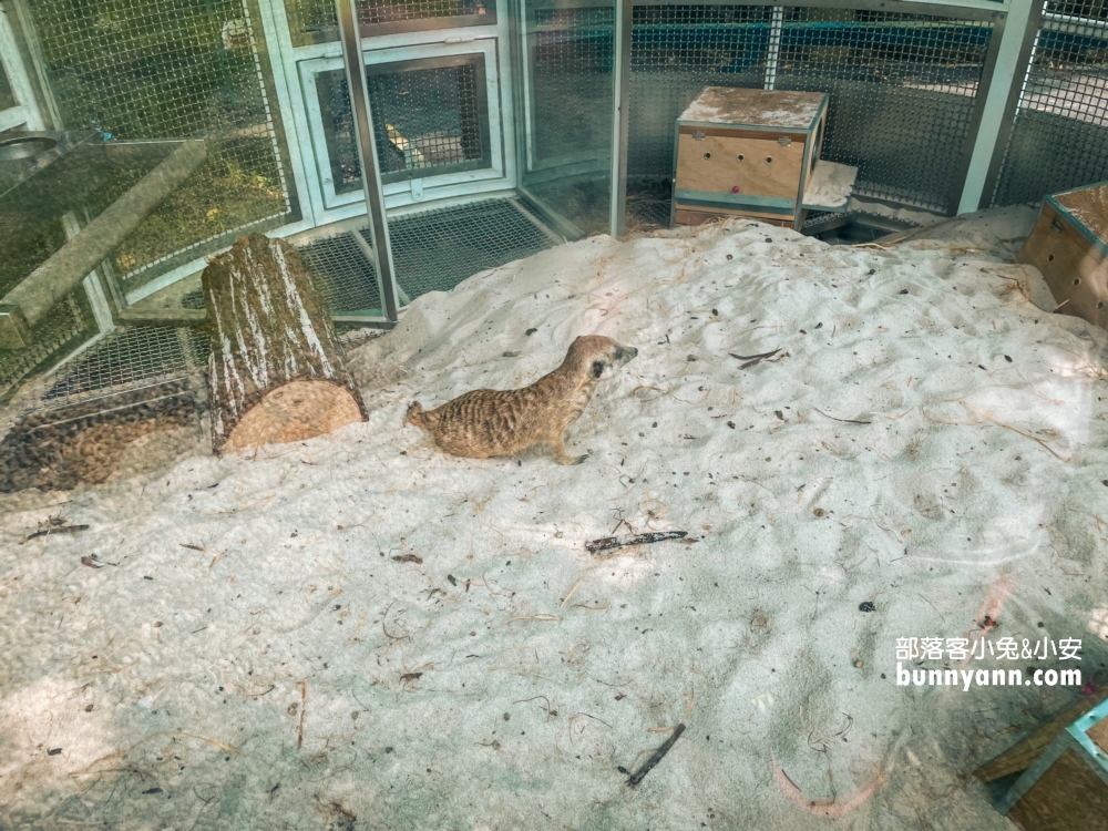 大溪蘇家莊園｜美拍萬坪莊園與十多種鳥類動物(門票資訊)