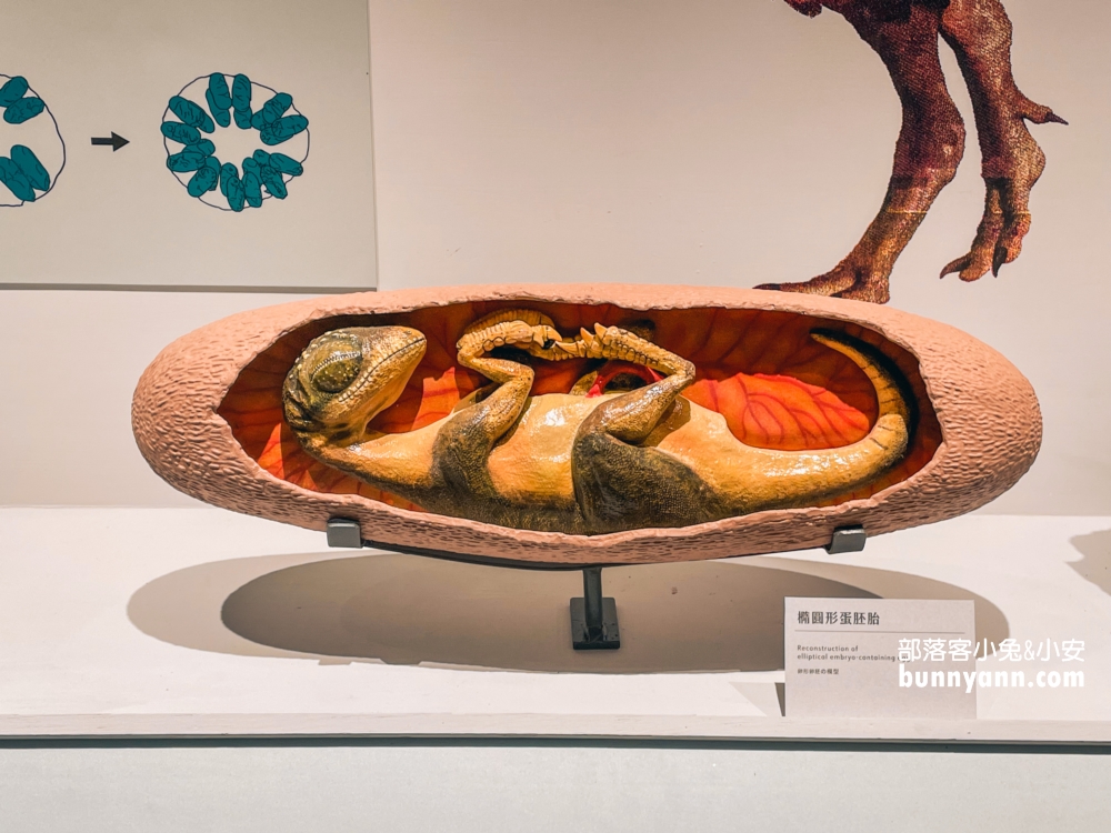 國立臺灣博物館古生物館推薦土銀展示館從神秘金庫及恐龍化石隨你拍