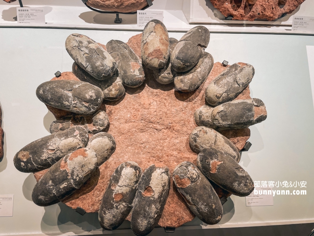 國立臺灣博物館古生物館推薦土銀展示館從神秘金庫及恐龍化石隨你拍