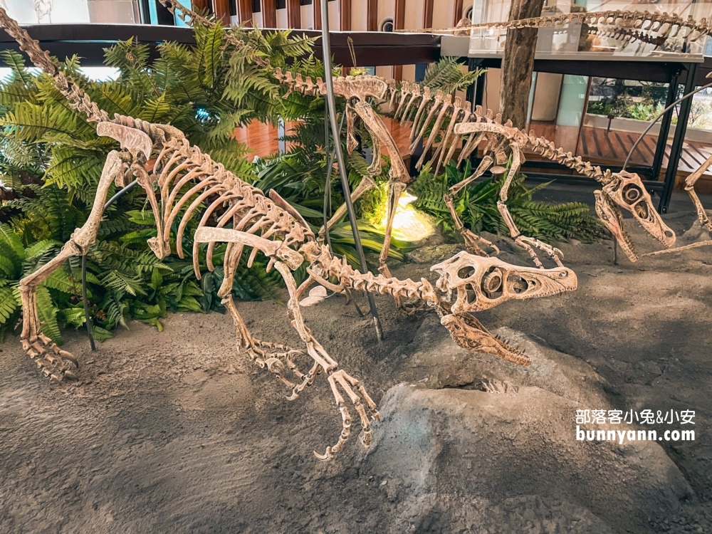 國立臺灣博物館古生物館推薦土銀展示館從神秘金庫及恐龍化石隨你拍