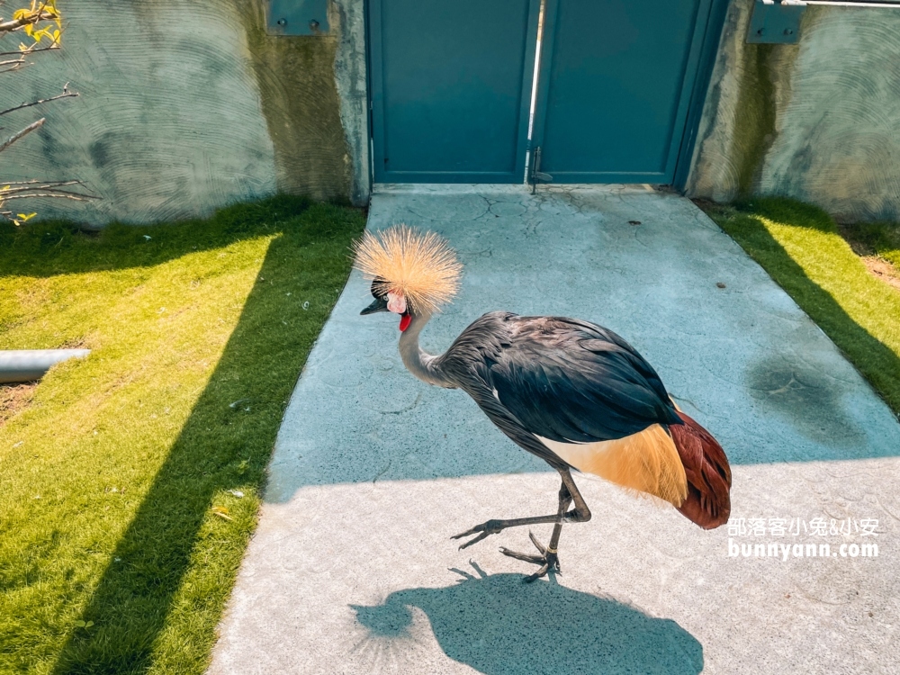 南投【九九峰動物樂園】超過百種鳥類一次看夠！一票到底玩翻天