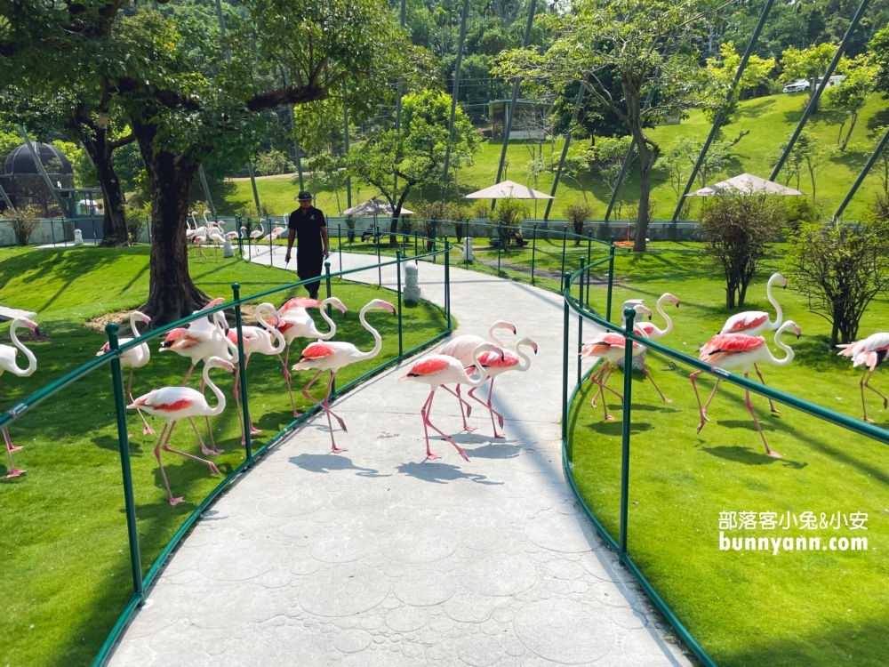 南投【九九峰動物樂園】超過百種鳥類一次看夠！一票到底玩翻天
