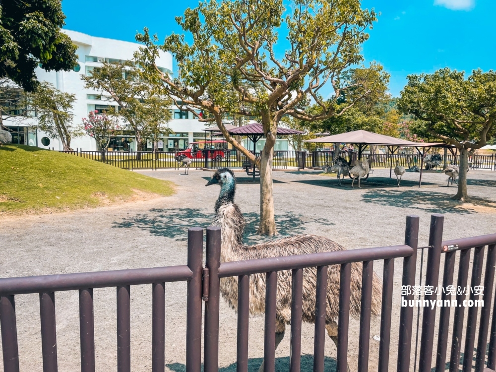 南投【九九峰動物樂園】超過百種鳥類一次看夠！一票到底玩翻天