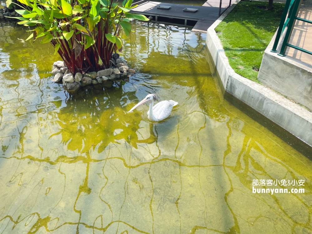 南投【九九峰動物樂園】超過百種鳥類一次看夠！一票到底玩翻天