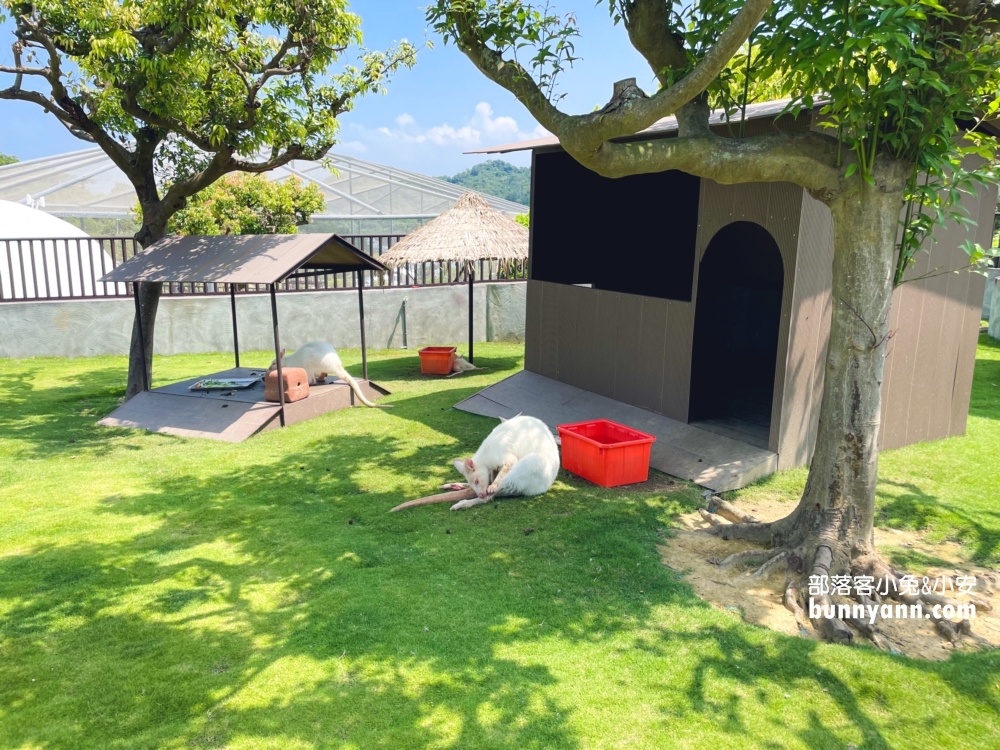 2025【九九峰動物樂園】南投最大鳥類園區一票玩到底(攻略)