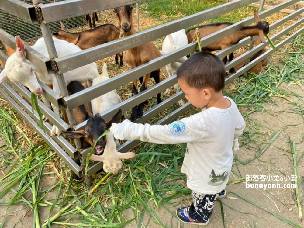 高雄禾光牧場｜免門票羊牧場，自己割牧草餵羊，暢玩親子沙坑