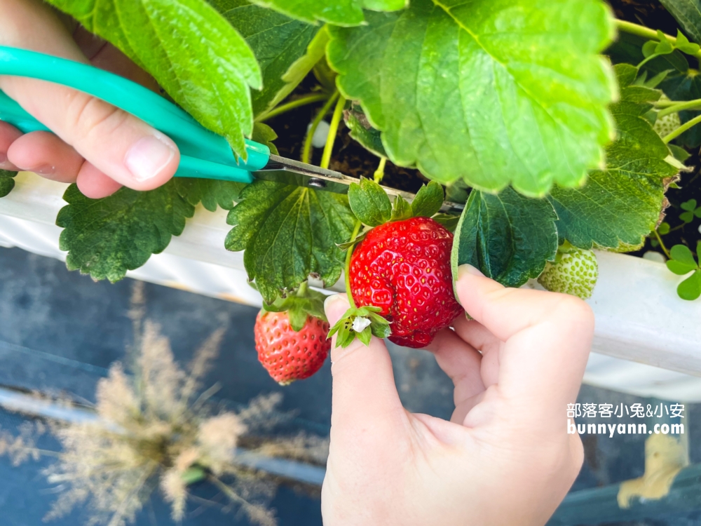 關西竹林草莓園｜竹林農園採大顆草莓，酸甜好滋味