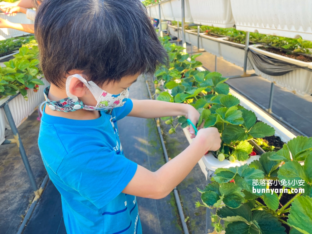 關西竹林草莓園｜竹林農園採大顆草莓，酸甜好滋味
