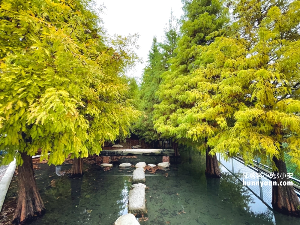 台中泰安落羽松》羽粼落羽松季附近景點一日遊這樣玩