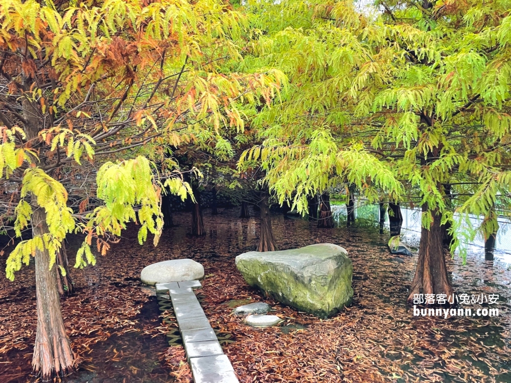 台中泰安落羽松》羽粼落羽松季附近景點一日遊這樣玩