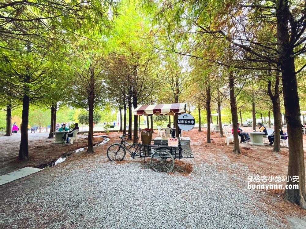 台中泰安落羽松》羽粼落羽松季附近景點一日遊這樣玩