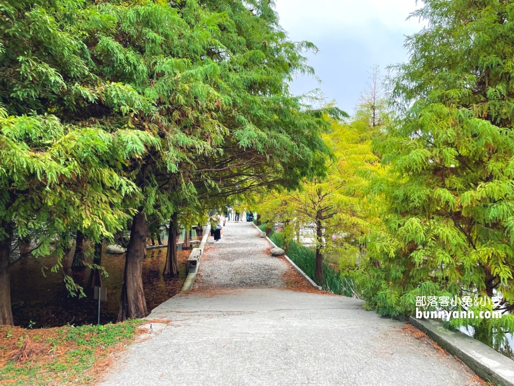 台中泰安落羽松》羽粼落羽松季附近景點一日遊這樣玩