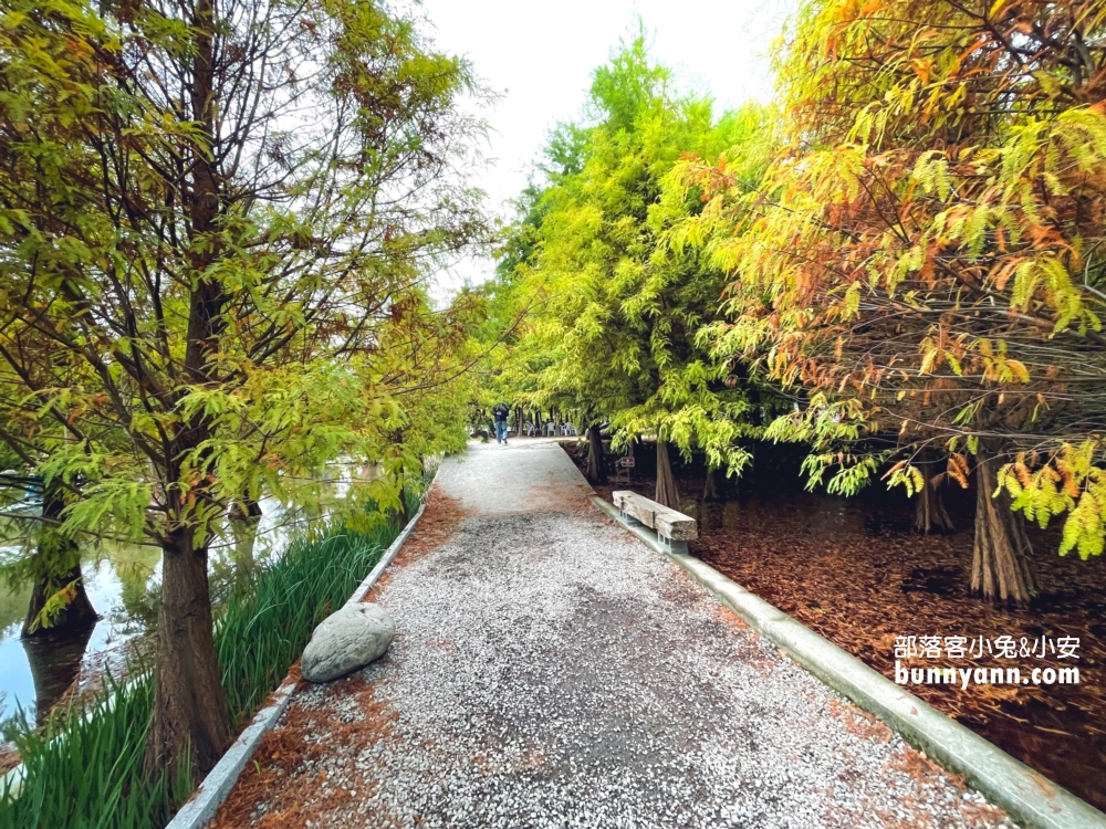台中泰安落羽松》羽粼落羽松季附近景點一日遊這樣玩