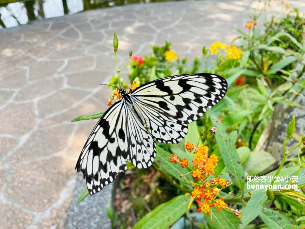 金獅湖蝴蝶園｜高雄免門票賞蝴蝶，美拍空中賞蝶步道，親子遊戲室好好玩