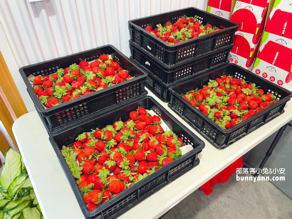 苗栗紅色琉璃瓦草莓園，草莓一斤價格曝光與開放時間