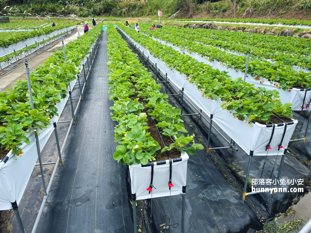 苗栗紅色琉璃瓦草莓園，草莓一斤價格曝光與開放時間
