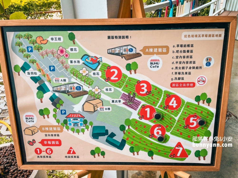 苗栗紅色琉璃瓦草莓園，草莓一斤價格曝光與開放時間