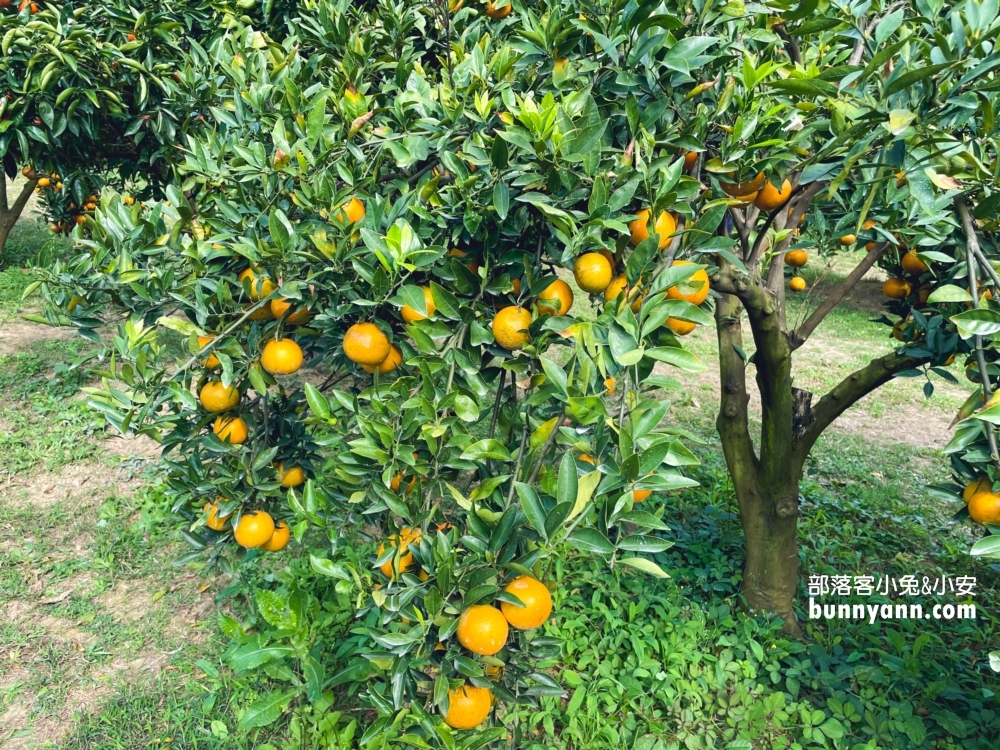 新竹【桔滿緣寶山農場】採橘子一日遊，百元門票不限時可以邊採邊吃