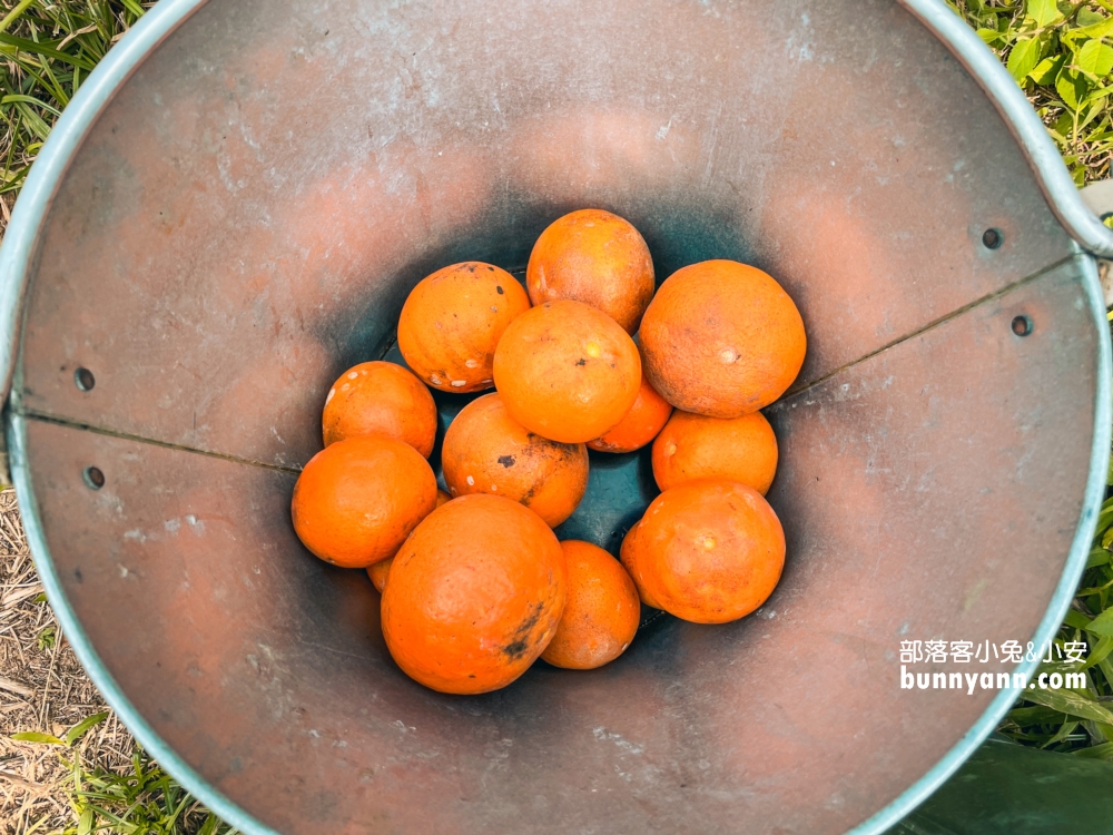 新竹【桔滿緣寶山農場】採橘子一日遊，百元門票不限時可以邊採邊吃