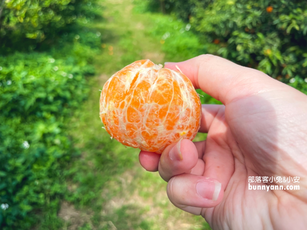 新竹【桔滿緣寶山農場】採橘子一日遊，百元門票不限時可以邊採邊吃