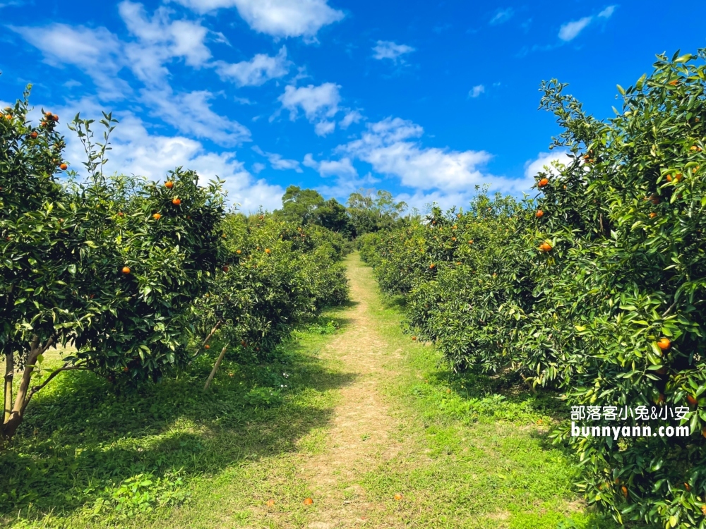 新竹【桔滿緣寶山農場】採橘子一日遊，百元門票不限時可以邊採邊吃