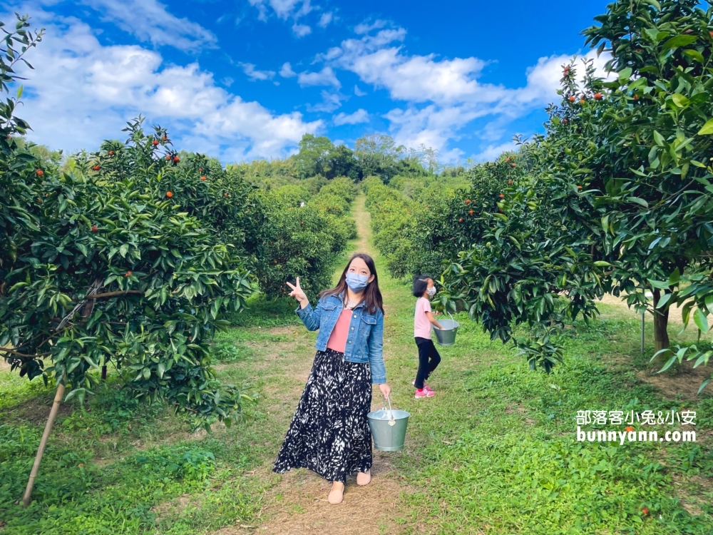 新竹【桔滿緣寶山農場】採橘子一日遊，百元門票不限時可以邊採邊吃