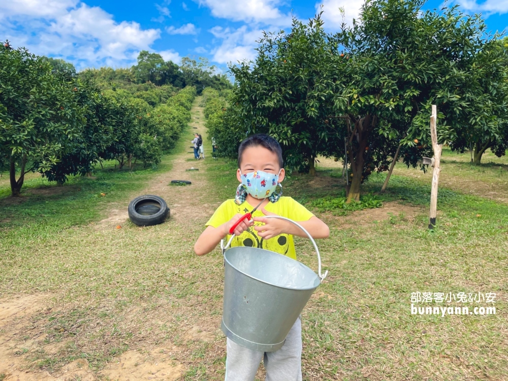 新竹【桔滿緣寶山農場】採橘子一日遊，百元門票不限時可以邊採邊吃