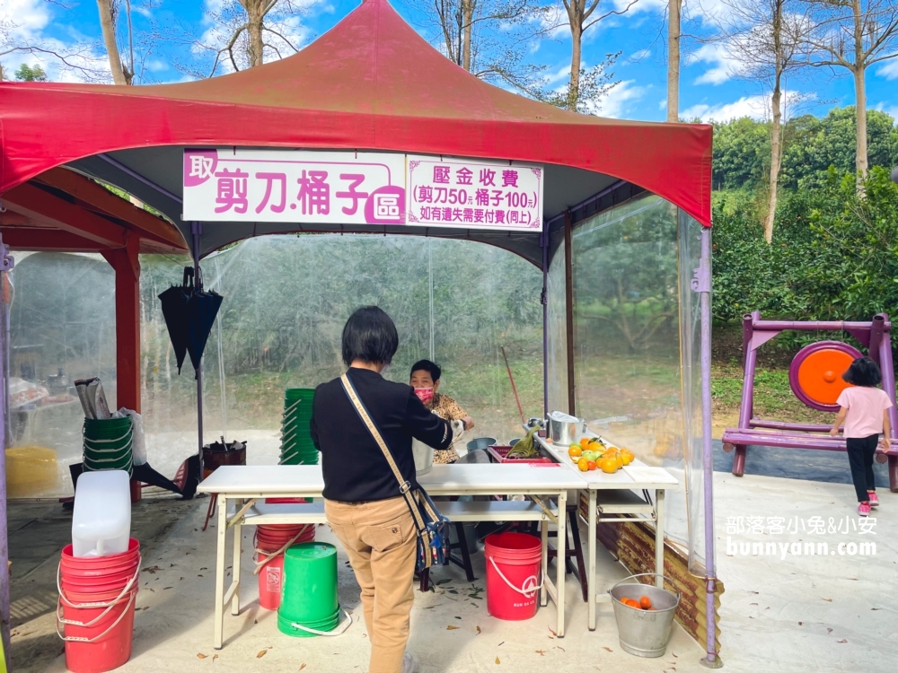 新竹【桔滿緣寶山農場】採橘子一日遊，百元門票不限時可以邊採邊吃