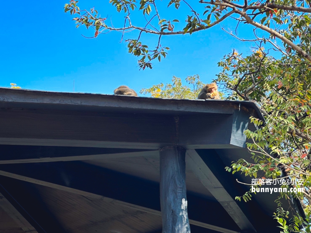 2025高雄【壽山動物園】門票交通和最新票價資訊報你知