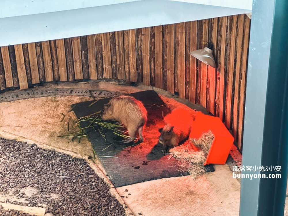 2025高雄【壽山動物園】門票交通和最新票價資訊報你知