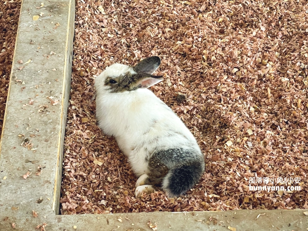 宜蘭【水鹿咖啡親子館】是咖啡店也是小型動物農場