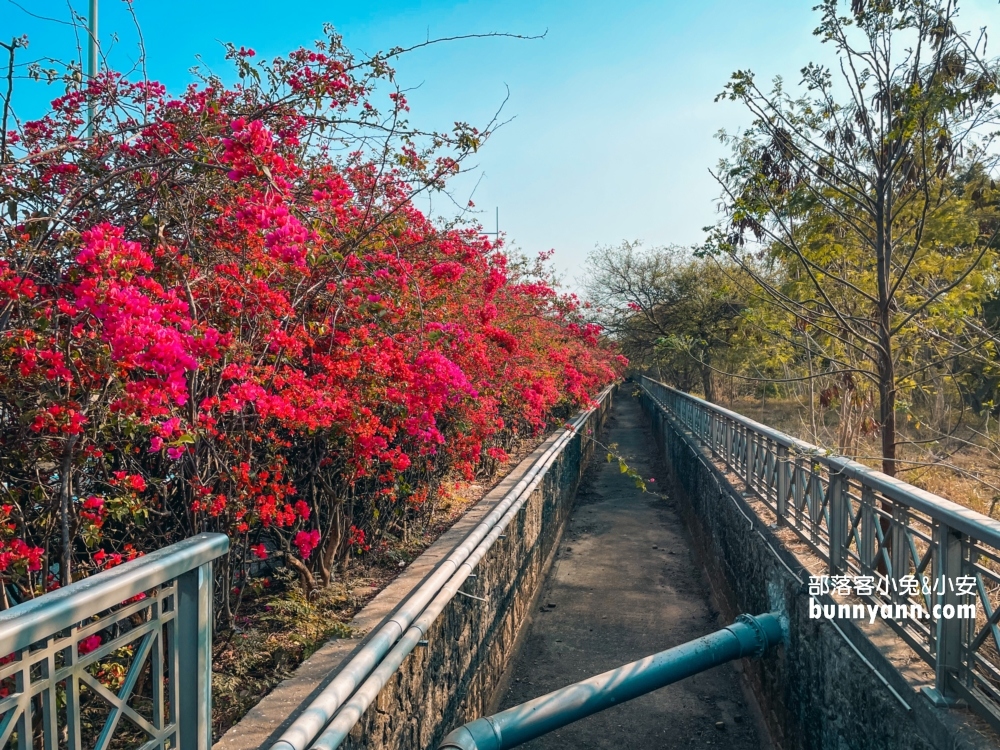 2023台中最美中科九重葛花牆， 東大公園浪漫盛開中，季節限定美景！