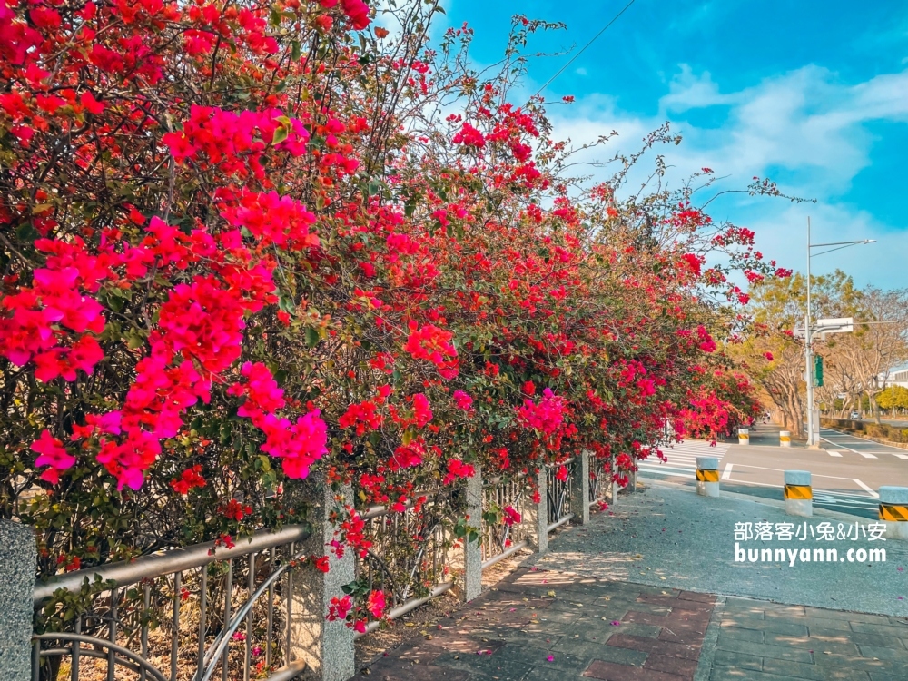 2023台中最美中科九重葛花牆， 東大公園浪漫盛開中，季節限定美景！