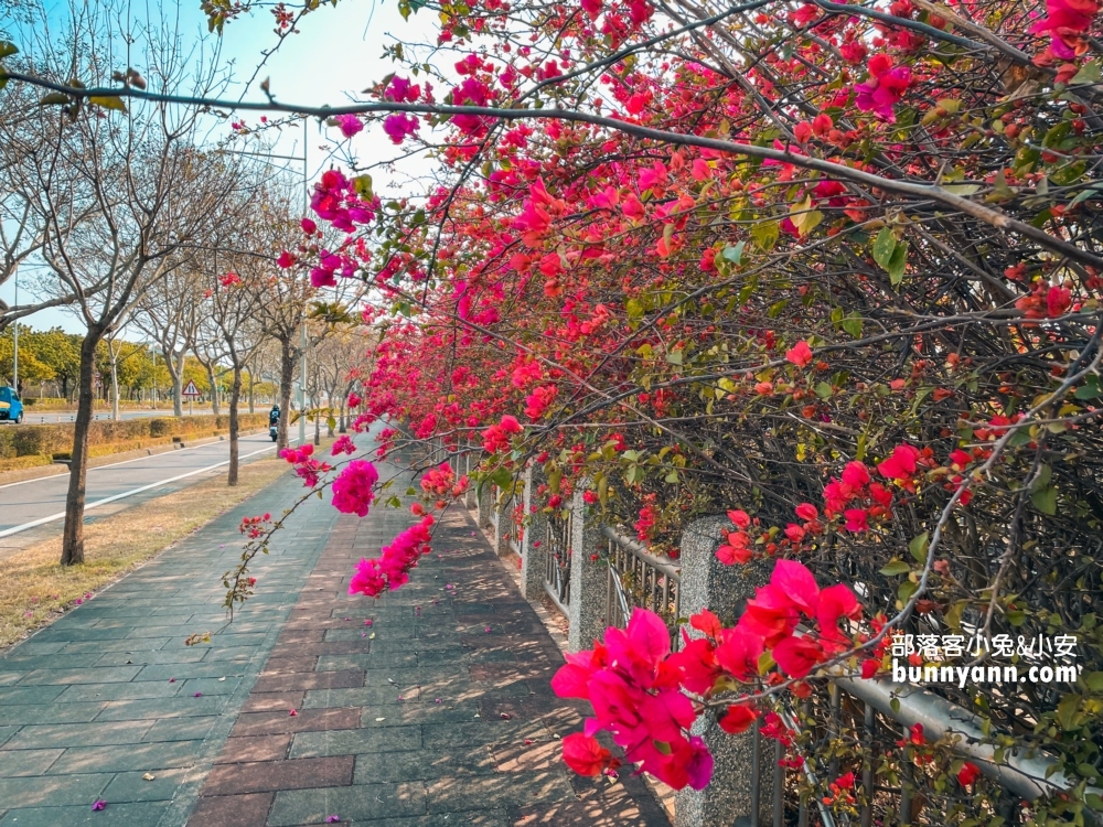 2023台中最美中科九重葛花牆， 東大公園浪漫盛開中，季節限定美景！