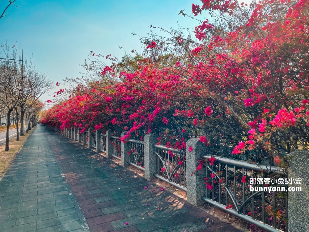 2023台中最美中科九重葛花牆， 東大公園浪漫盛開中，季節限定美景！