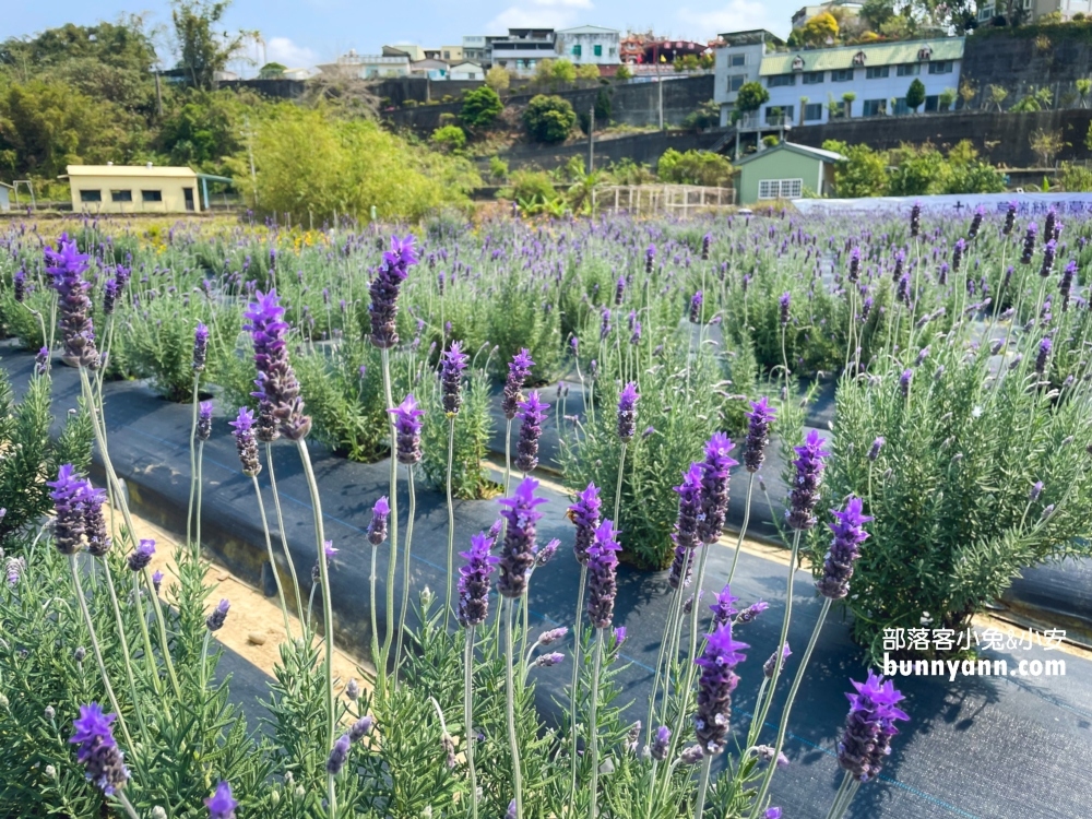 2023【葛瑞絲香草田】苗栗薰衣草一日遊這樣玩整天