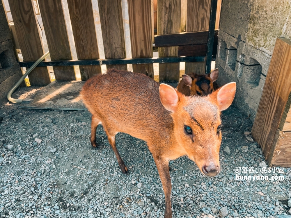 宜蘭【星夢森林劇場】來找可愛水豚君跟毛茸茸兔兔互動