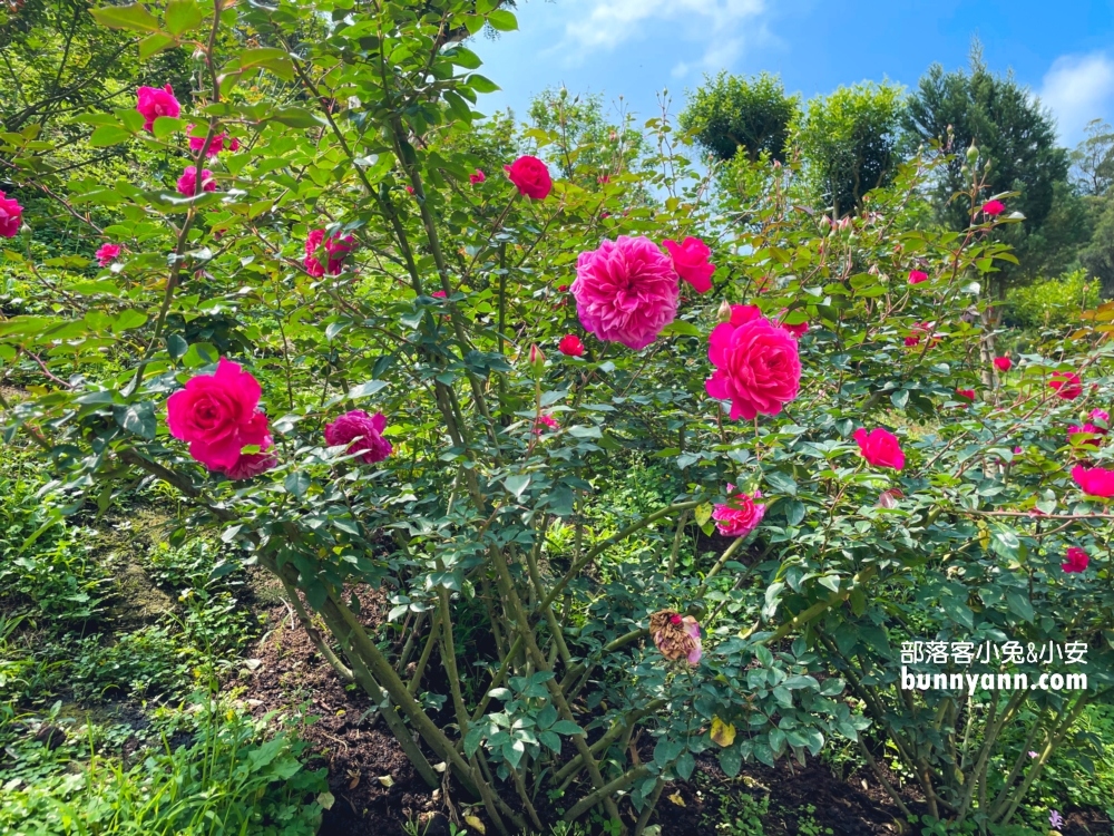 【雅聞七里香玫瑰森林】全台最大玫瑰花園，門票與餐廳介紹攻略