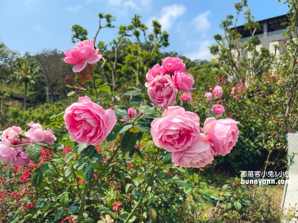 【雅聞七里香玫瑰森林】全台最大玫瑰花園，門票與餐廳介紹攻略