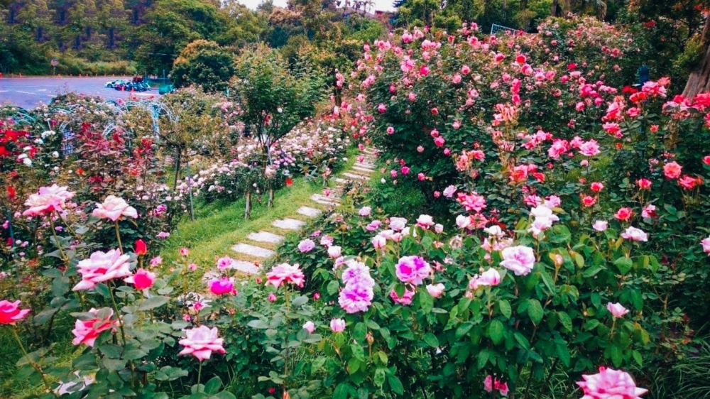 【雅聞七里香玫瑰森林】全台最大玫瑰花園，門票與餐廳介紹攻略