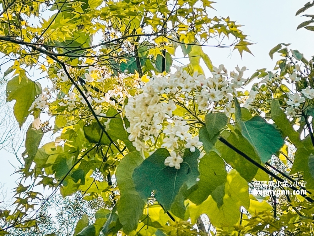 新店【二叭子植物園】讓你輕鬆漫步森林與綠谷之間