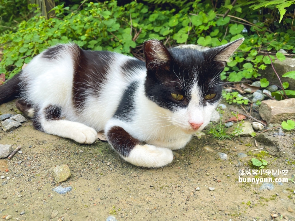 新店【二叭子植物園】讓你輕鬆漫步森林與綠谷之間