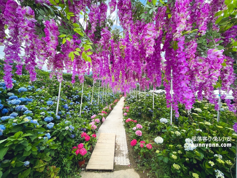 賞花推薦！高家繡球花田萬里第三園區，千坪夢幻花海等你來拍照