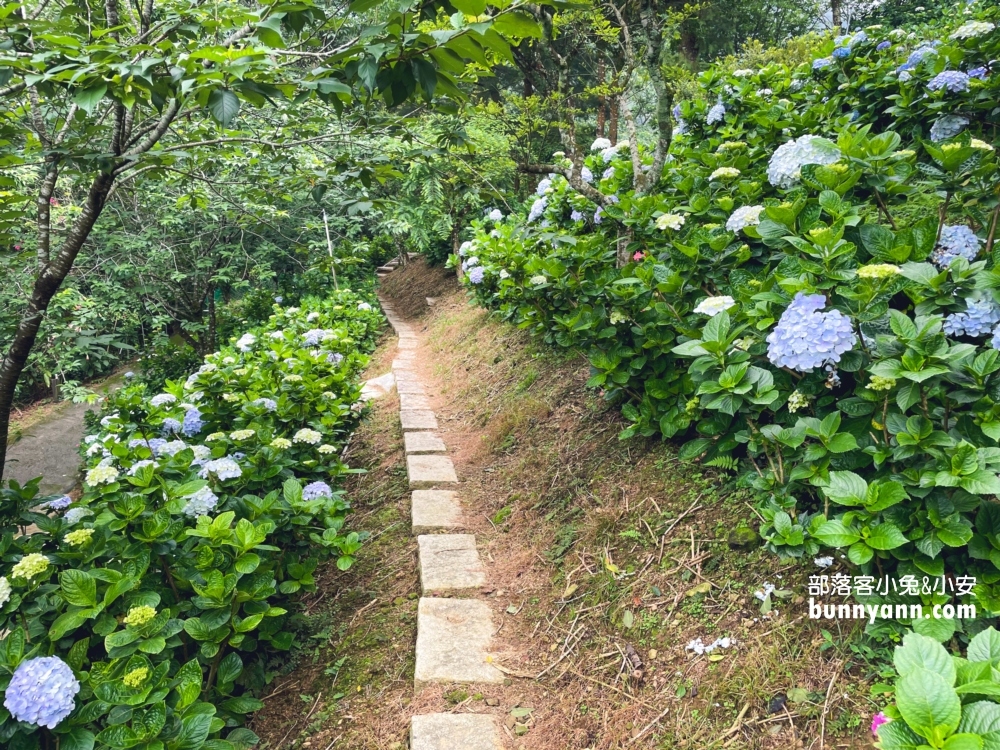 【杉林松境休閒農場】躲在南庄山區的美麗花園(門票介紹)