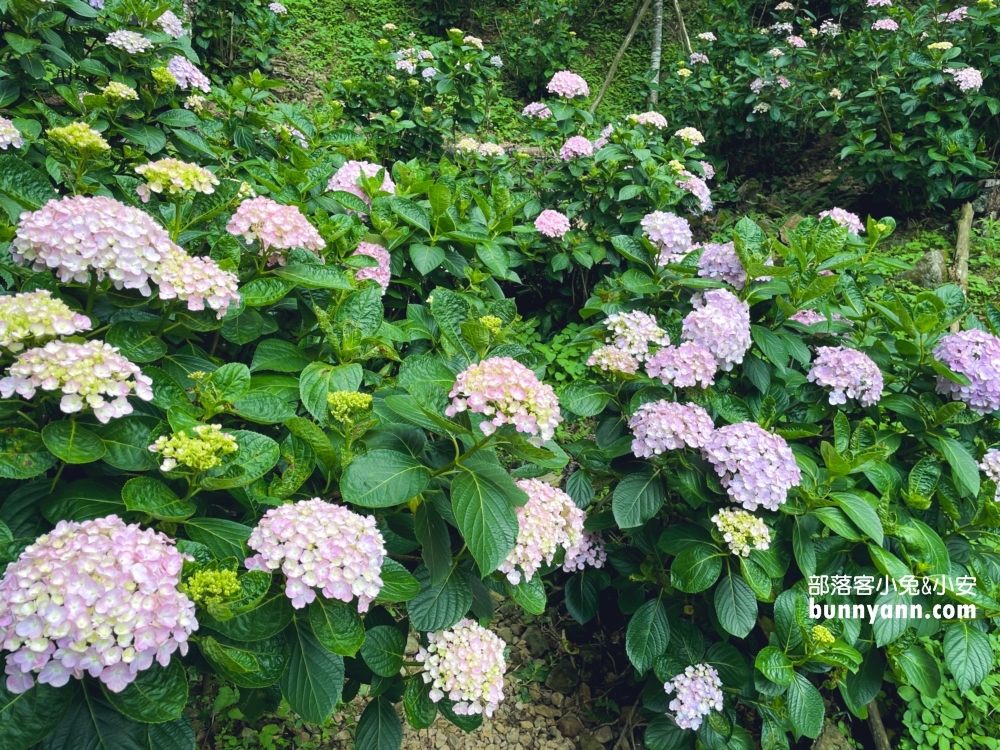 【苗栗南庄】碧絡角花園咖啡，一年四季都能來的美境